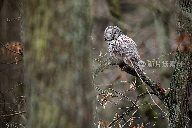 野生的乌拉尔猫头鹰(Strix uralensis)。